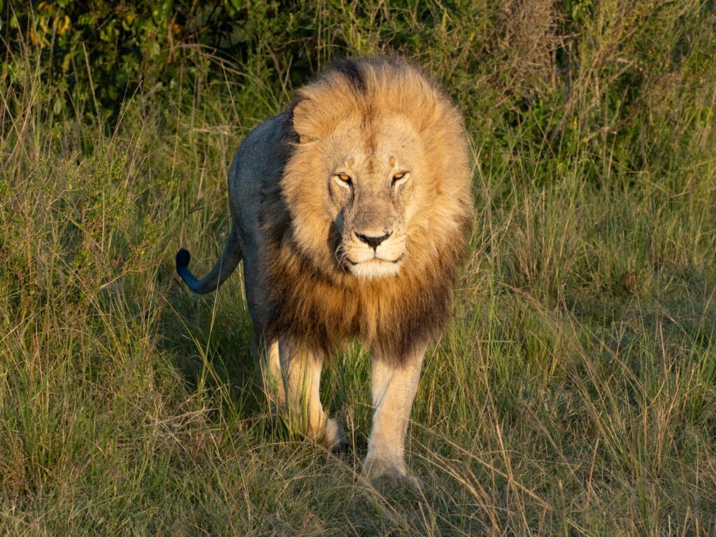 Looking for lions on an African safari