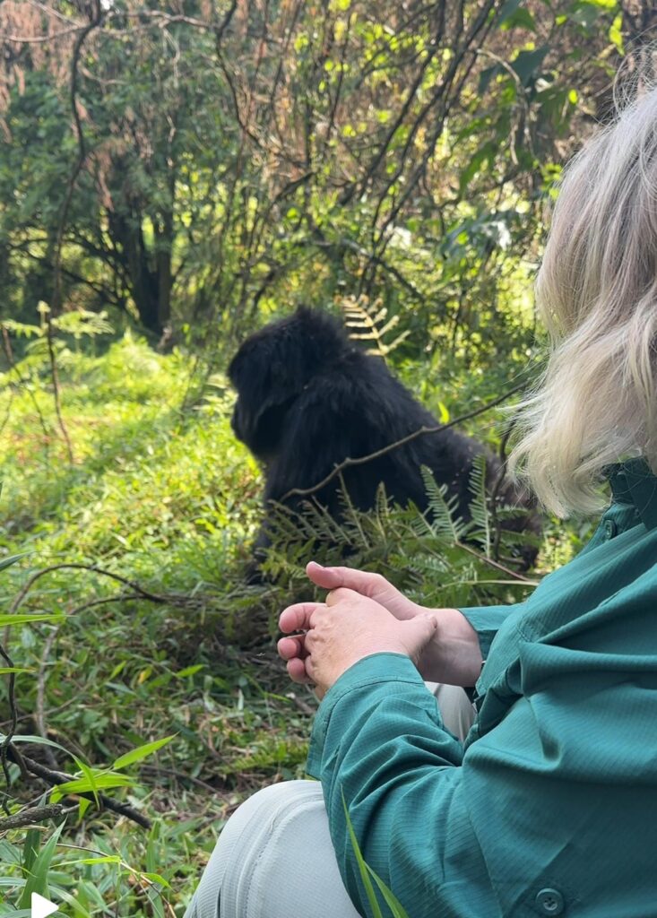 Watching gorillas in Uganda
