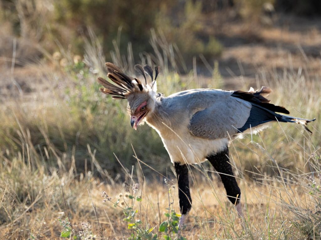 Secretary bird