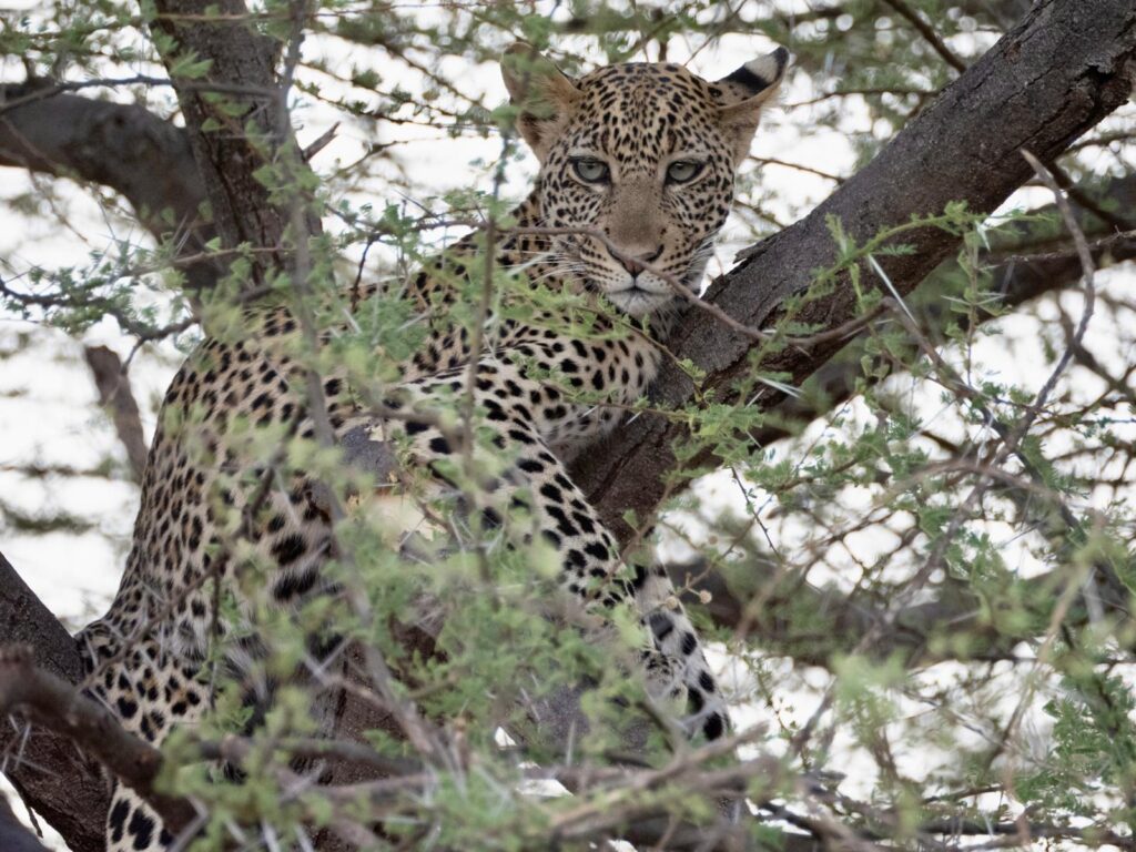 Leopard on safari