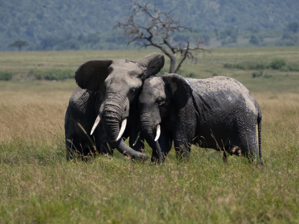Elephants in Kenya