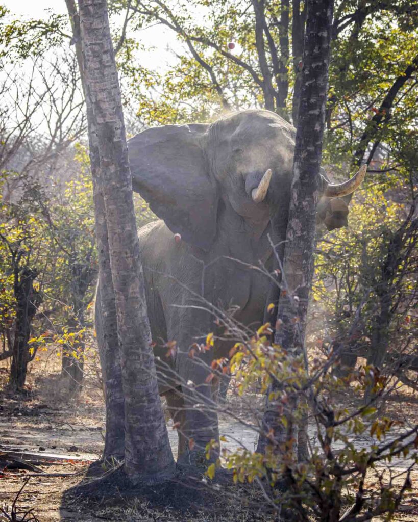 Elephant shaking a tree to get the nuts down in Zambia.