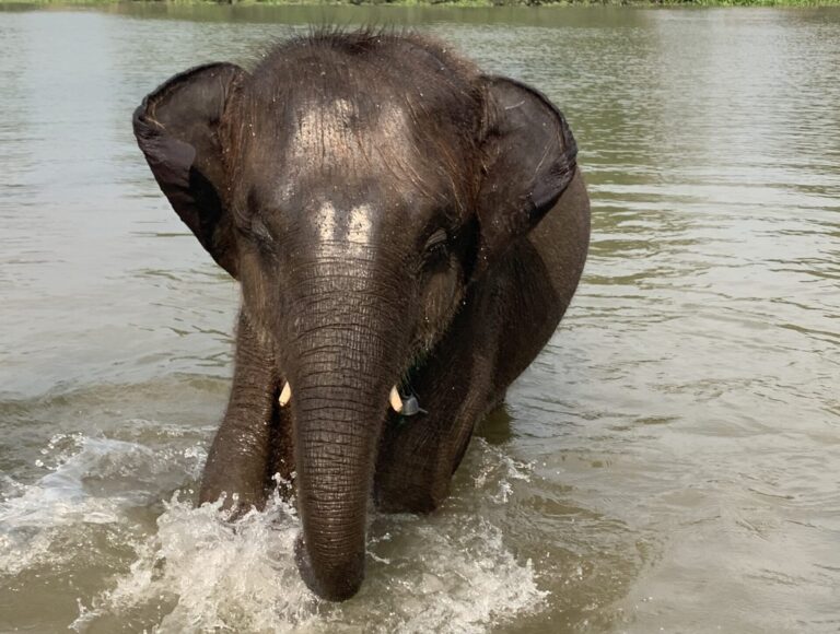 Becoming a mahout in Thailand