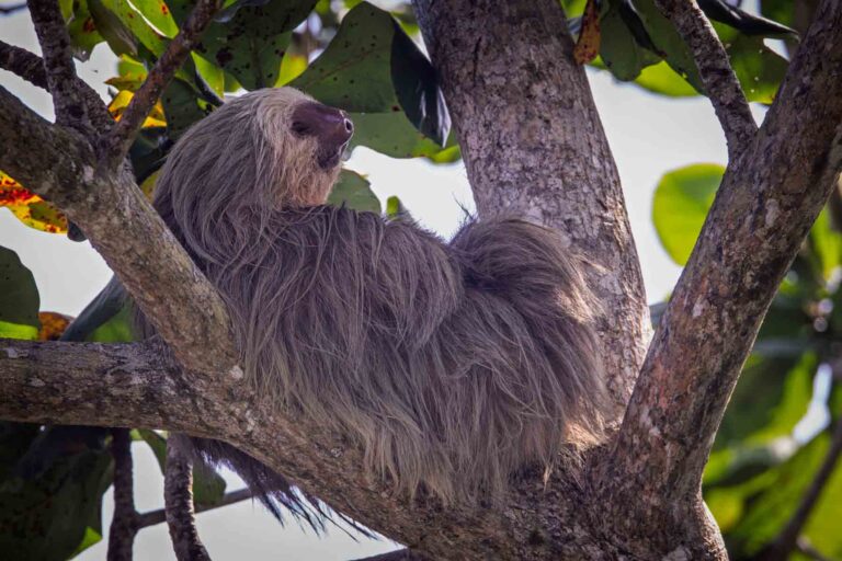 Searching for sloths in Tortuguera