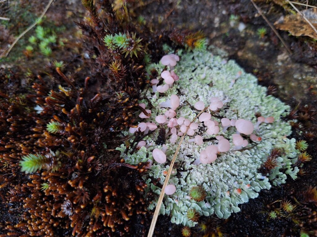 Fungi on the Inca trek
