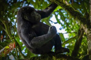 A gorilla hangs onto a branch resting on another branch in a tree.