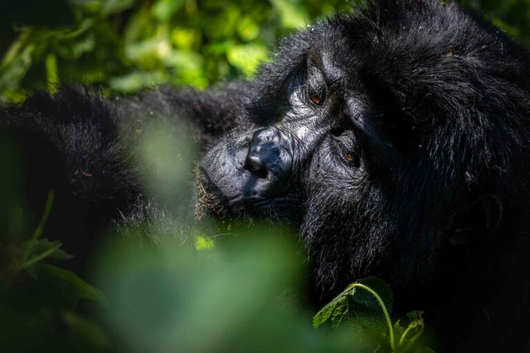 Trekking gorillas with my 80-year-old Dad