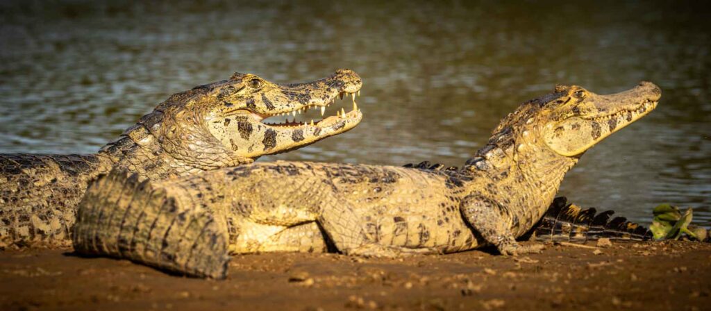 Two Caiman, one behind the other lay side on to the camer aon the bank of a river.