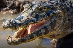 Close up of a caiman in a river.