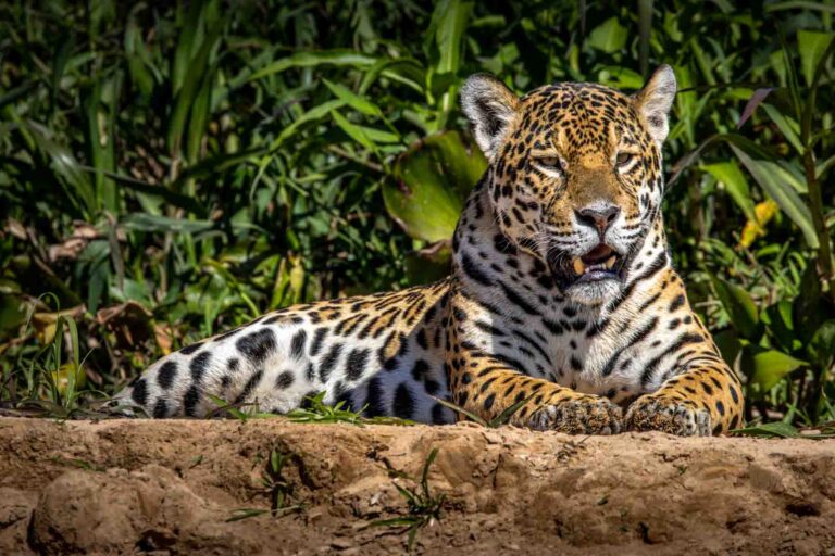 Watching jaguars swim in Brazil