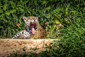A jaguar lies on a riverbank with shrubs all around it and it's mouth wide open.
