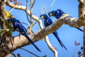 Three Hyacinth macaws on a branch.