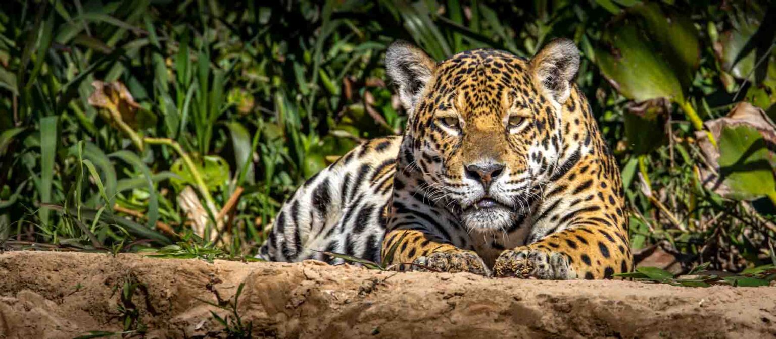 A jaguar lays on a riverbank looking at the camera