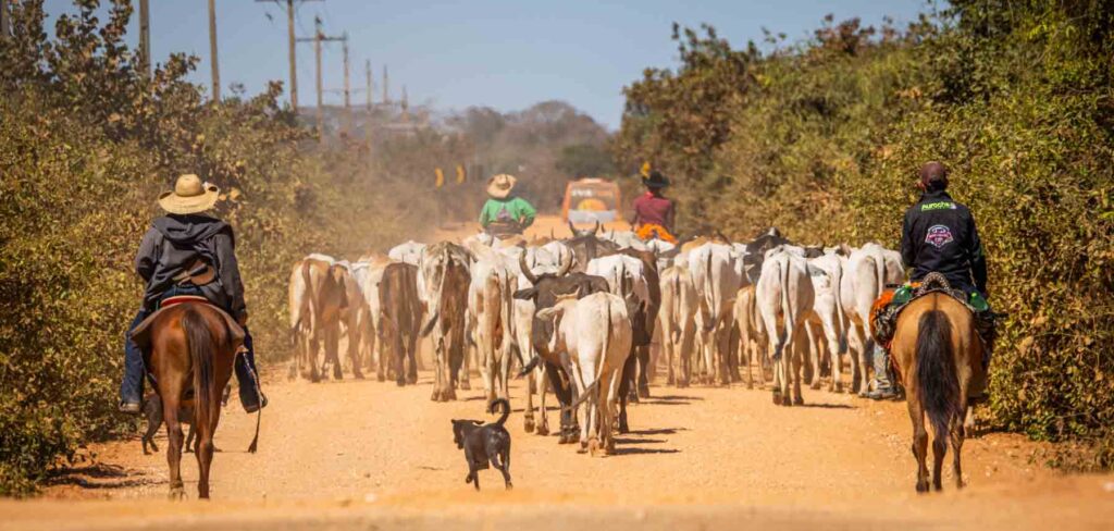 Two cowboys on horses in front of a herd of cattle on a dirt road lined by trees.