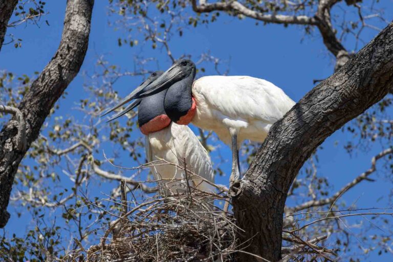 Wildlife wonders outside the Pantanal