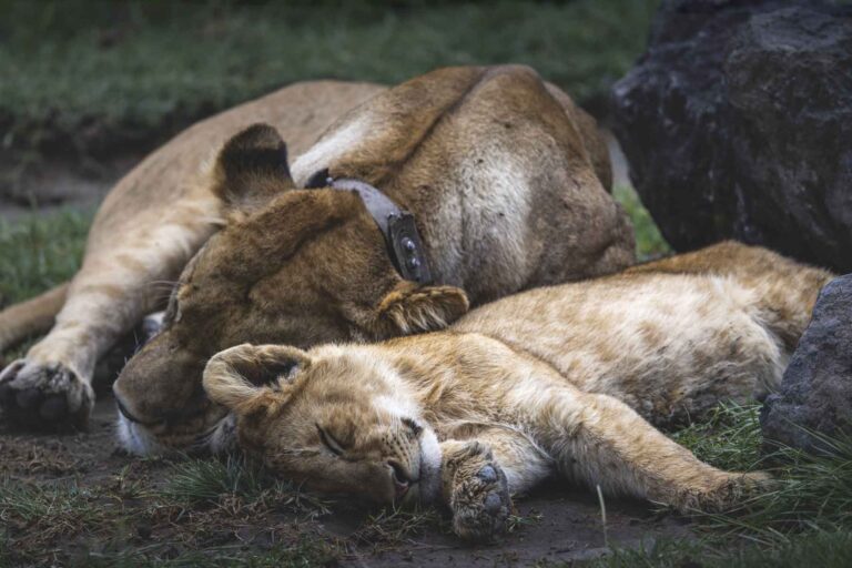 Searching for wildlife at Ngorongoro Crater